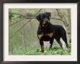 Rottweiler Dog in Woodland, USA