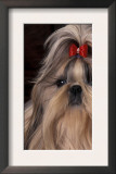 Shih Tzu Portrait with Hair Tied Up, Showing Length of Facial Hair