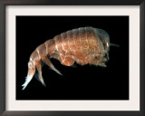Hyperiid Amphipod from Korsfjorden, Norway, Caught at Around 350M, Deep Sea Atlantic Ocean