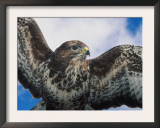 Female Common Buzzard with Wings Outstretched, Scotland