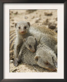 Banded Mongoose and Young, Etosha National Park, Namibia