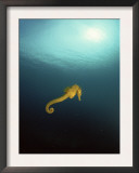 Yellow Seahorse Against Sunlight, Mediterranean Sea