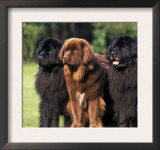 Domestic Dogs, Three Newfoundland Dogs Standing Together