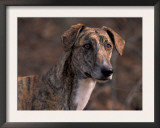 Magyar Agar / Hungarian Greyhound