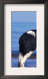 Landseer / Newfoundland Standing at the Beach