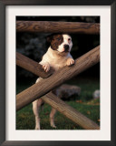 Staffordshire Bull Terrier Looking Through Fence
