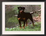 Rottweiler Dog in Woodland, USA