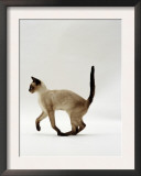 Domestic Cat, Seal Point Siamese Juvenile Running Profile