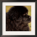 Profile Portrait of Young Black Newfoundland