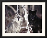 Grey Wolves Showing Fur Colour Variation, (Canis Lupus)