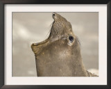 Northern Elephant Seal Mouth Open, West San Benitos Island, Baja California, Mexico