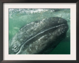 Grey Whale Calf with Mother Behind, San Ignacio Lagoon, Baja California, Mexico