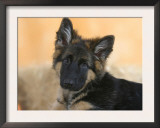 Domestic Dog, German Shepherd Alsatian Juvenile. 5 Months Old