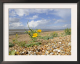 Yellow Horned Poppy Growing on Coastal Shingle Ridge, Norfolk, UK