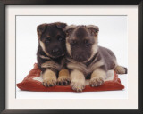 Two German Shepherd Dog Alsatian Pups, 5 Weeks Old, Lying on a Pillow