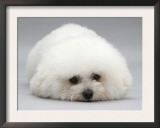 Bichon Frise Lying Down, Chin on Floor