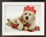 Golden Retriever Puppy with Christmas Crackers Wearing Paper Hat