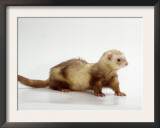Ferret