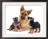 German Shepherd Dog Alsatian Bitch Lying with Her Two Puppies