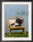 Domestic Cat, Kitten Sleeping on a Deckchair
