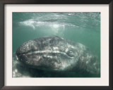 Grey Whale Calf with Mother, San Ignacio Lagoon, Baja California, Mexico