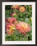Dahlia Flowers, Mish Mash Variety Flowering in Summer, UK Framed Art Print