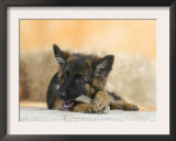 Domestic Dog, German Shepherd Alsatian Juvenile. 5 Months Old, Chewing on Rawhide Bone