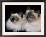 Two Birman Cats Showing Deep Blue Eyes