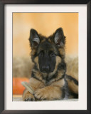Domestic Dog, German Shepherd Alsatian Juvenile. 5 Months Old, with Rawhide Bone
