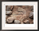 Fossil Dinosaur Footprint Near Tuba City, Arizona