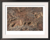 Fossil Dinosaur Footprints Near Tuba City, Arizona