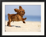 Cavalier King Charles Spaniel, Puppy, 14 Weeks, Ruby, Running on Beach, Jumping, Ears Flapping