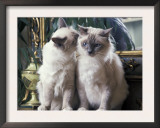 Two Birman Cats Sitting on Furniture, Interacting