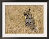 Leopard Sitting in Long Grass, Tanzania