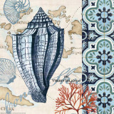 Trade Wind Conch