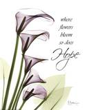 Blackberry Calla Lillies, Hope