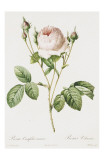 Redoute Rosa Centifolia Carnea