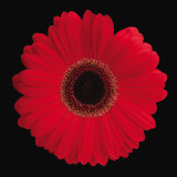 Gerbera Daisy ?Red