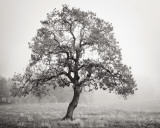 Burning Oak BW II