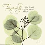 Buy Tranquility Eucalyptus at AllPosters.com