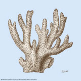 Coral I