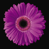 Gerbera Daisy Purple