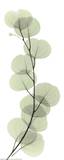 Buy X-Ray Eucalyptus Branch I at AllPosters.com