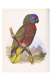 St. Lucia Amazon no. 556