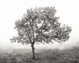 Burning Oak BW I