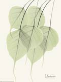 Cascading Bo Tree