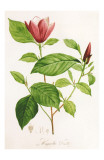 Buy Redoute Magnolia Discolor at AllPosters.com