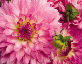 Buy Pink Dahlia at AllPosters.com