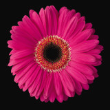 Gerbera Daisy Pink