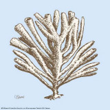 Coral III